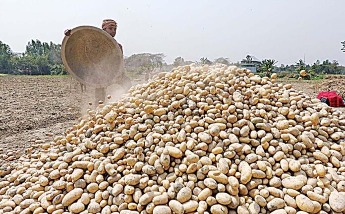 bangladesh-potato-pile-1200