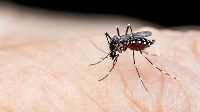 dengue-20250809162635-scaled