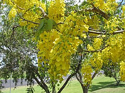 Cassia_fistula