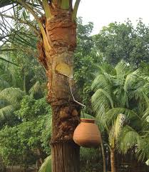 https://www.researchgate.net/publication/326569395/figure/fig3/AS%3A651725979545600%401532394990007/a-In-Bangladesh-fresh-date-palm-sap-is-collected-by-shaving-the-date-palm-tree.png?utm_source=chatgpt.com